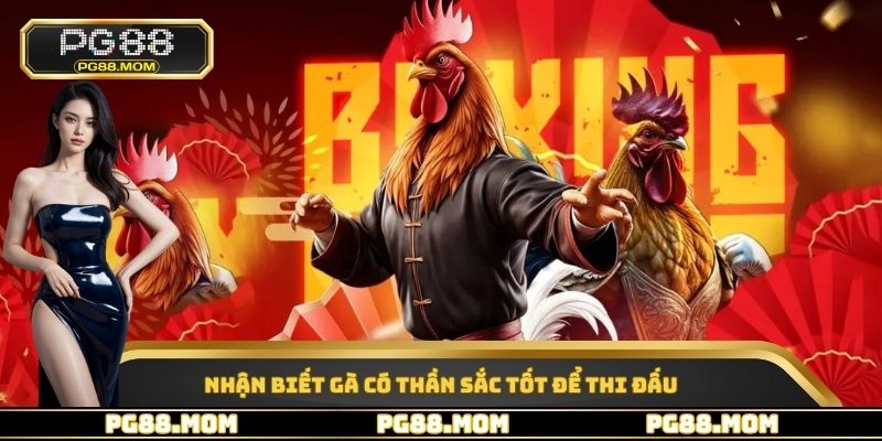 Nhận biết gà có thần sắc tốt để thi đấu