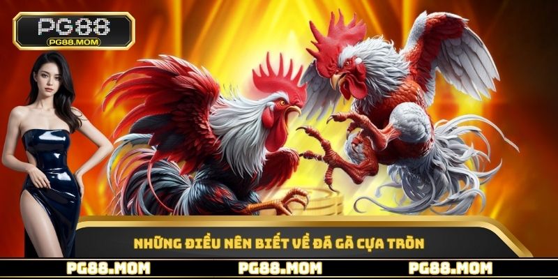 Những điều nên biết về đá gà cựa tròn